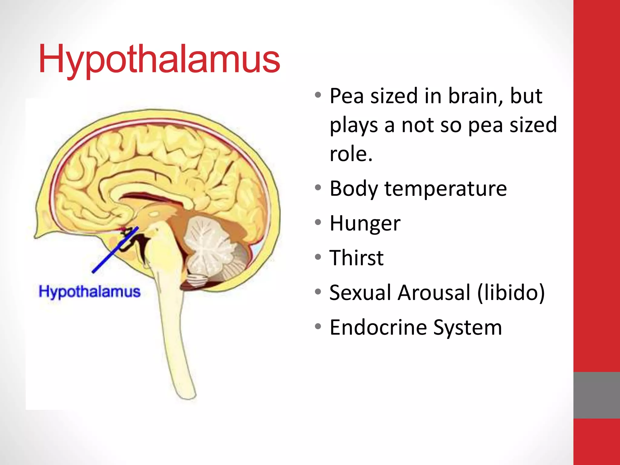 Hypothalamus
• Pea sized in brain, but
plays a not so pea sized
role.
• Body temperature
• Hunger
• Thirst
• Sexual Arousal (libido)
• Endocrine System
 