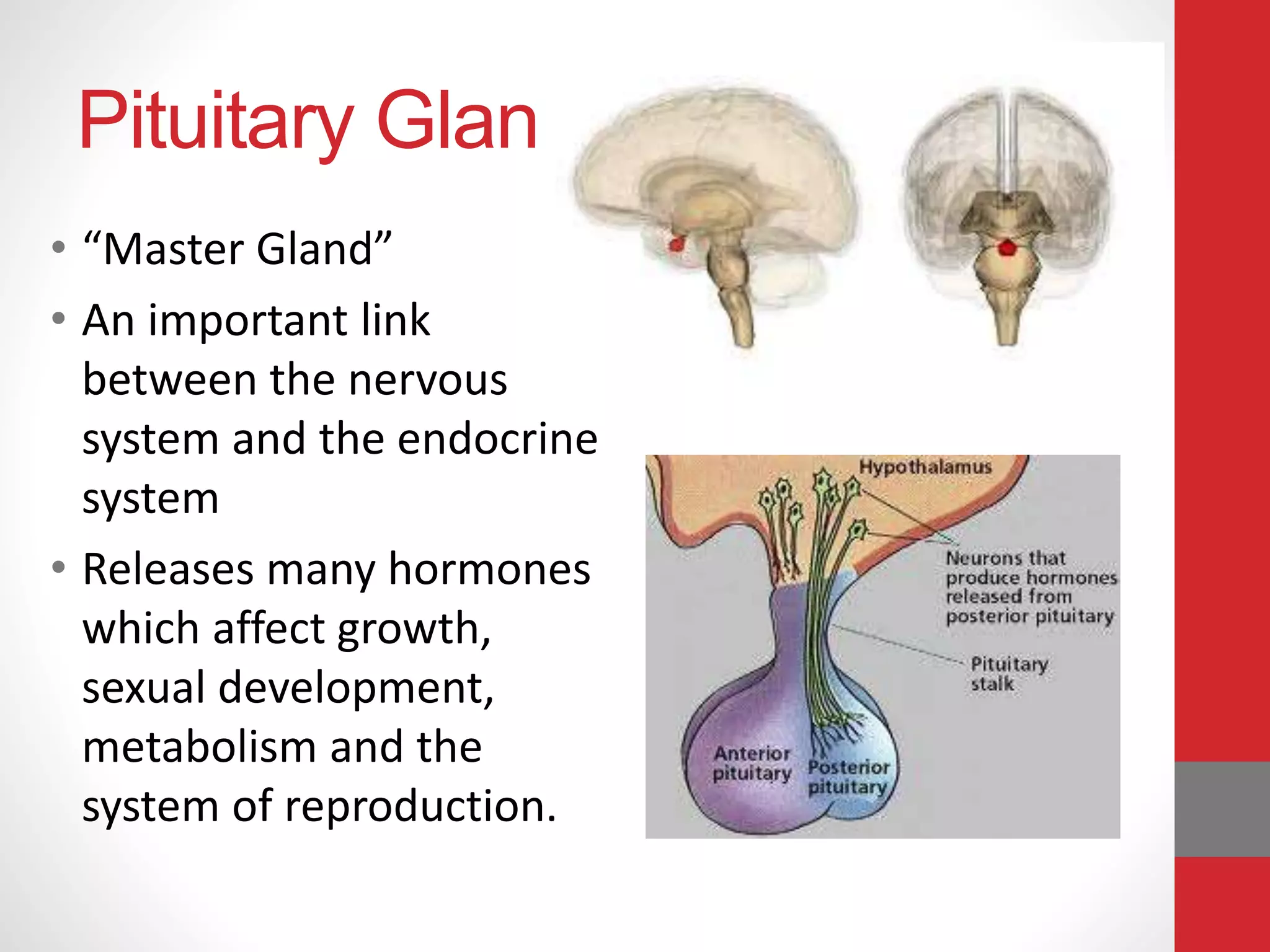Pituitary Gland
• “Master Gland”
• An important link
between the nervous
system and the endocrine
system
• Releases many hormones
which affect growth,
sexual development,
metabolism and the
system of reproduction.
 