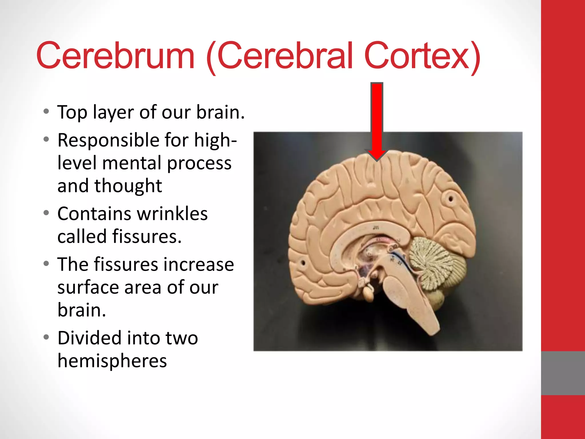 Cerebrum (Cerebral Cortex)
• Top layer of our brain.
• Responsible for high-
level mental process
and thought
• Contains wrinkles
called fissures.
• The fissures increase
surface area of our
brain.
• Divided into two
hemispheres
 