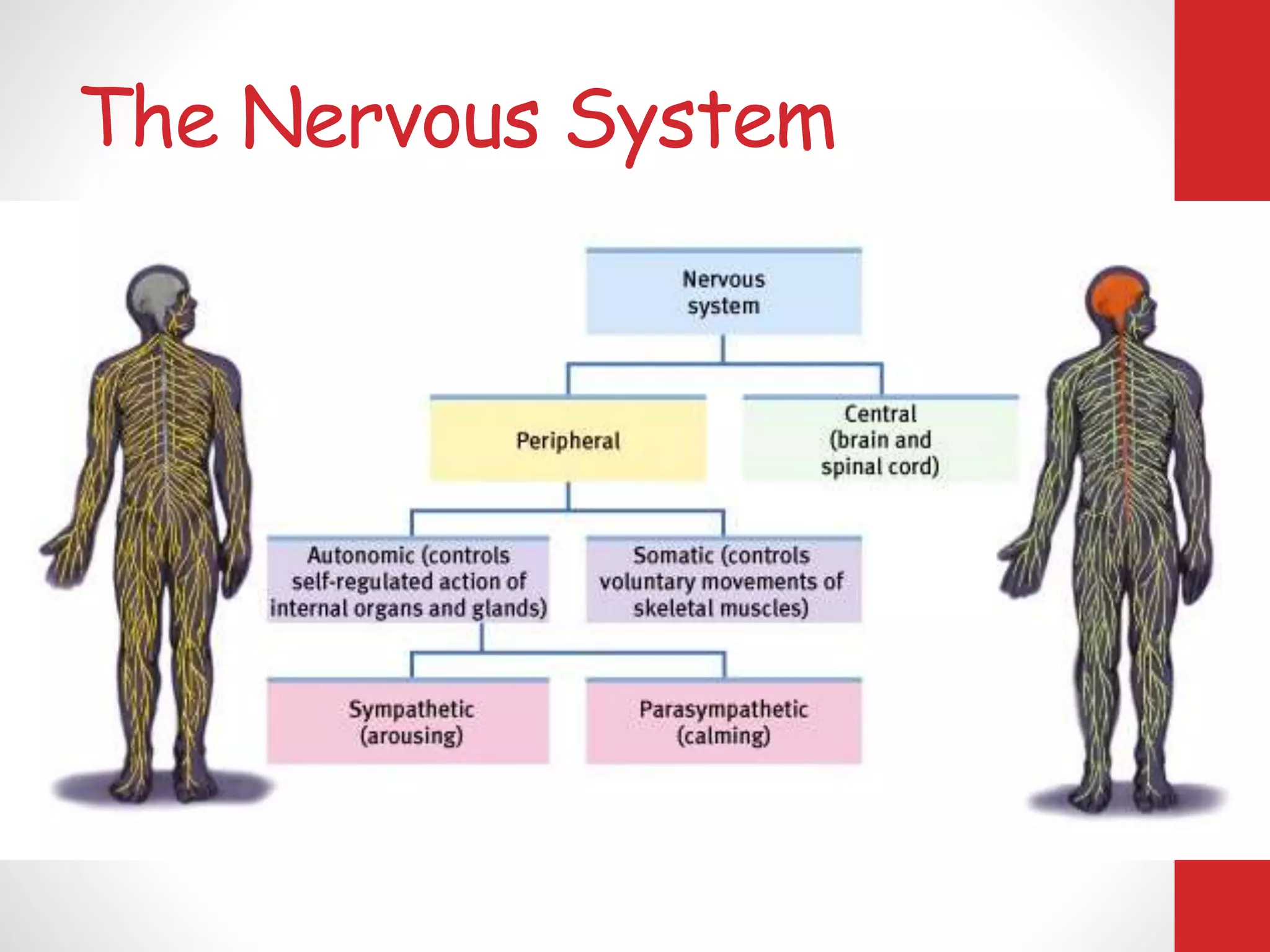 The Nervous System
 