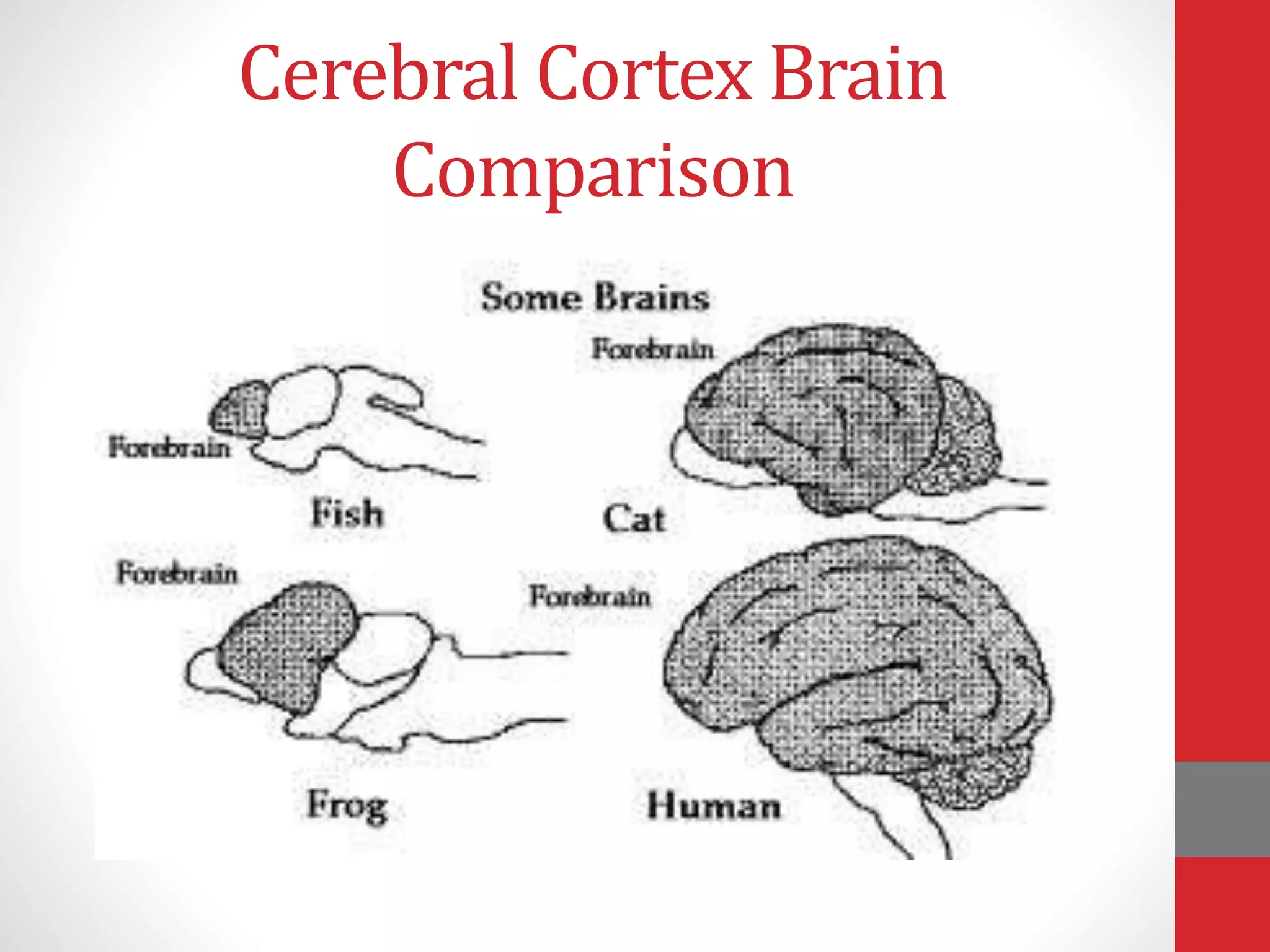 Cerebral Cortex Brain
Comparison
 