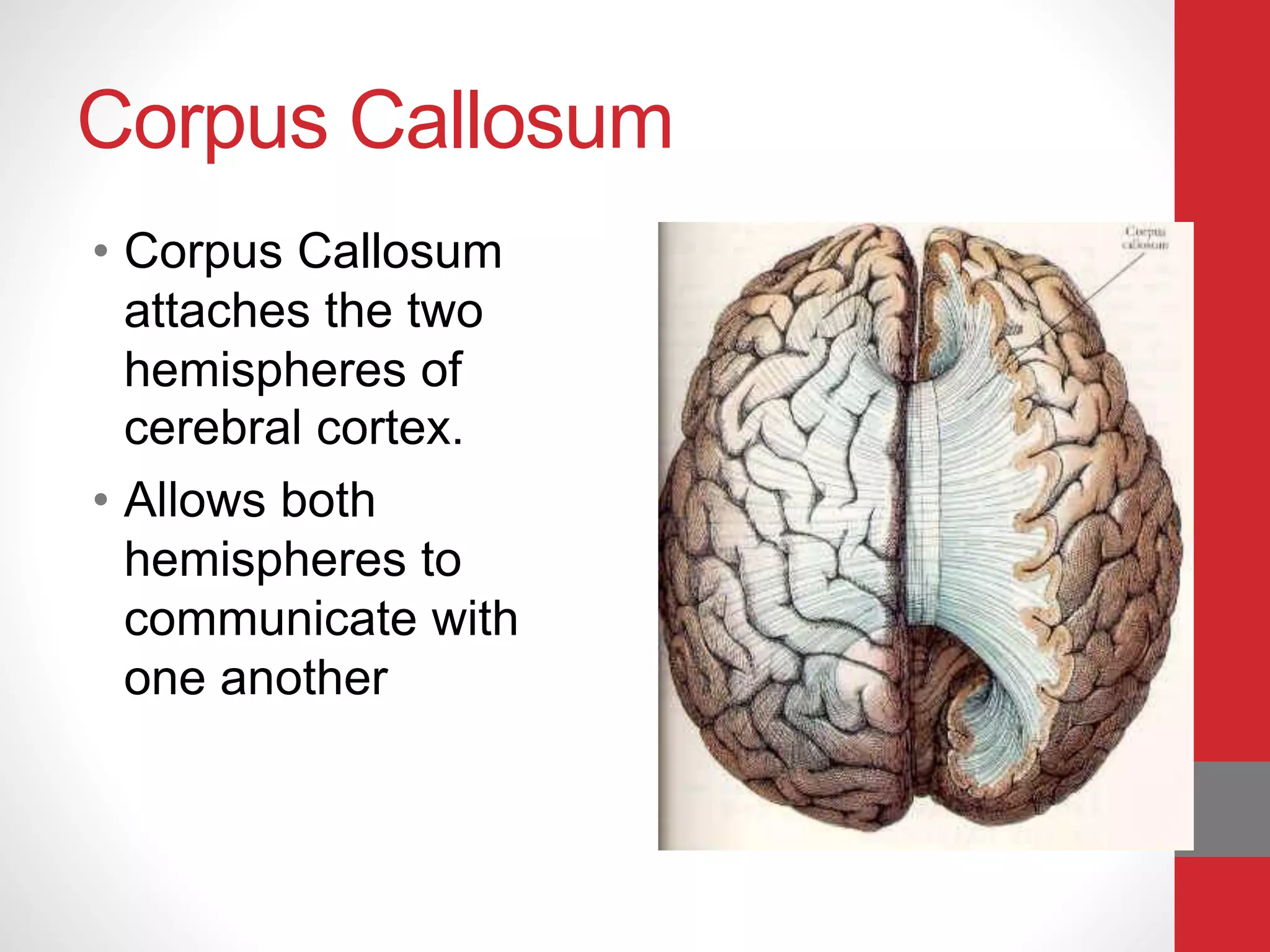 Corpus Callosum
• Corpus Callosum
attaches the two
hemispheres of
cerebral cortex.
• Allows both
hemispheres to
communicate with
one another
 