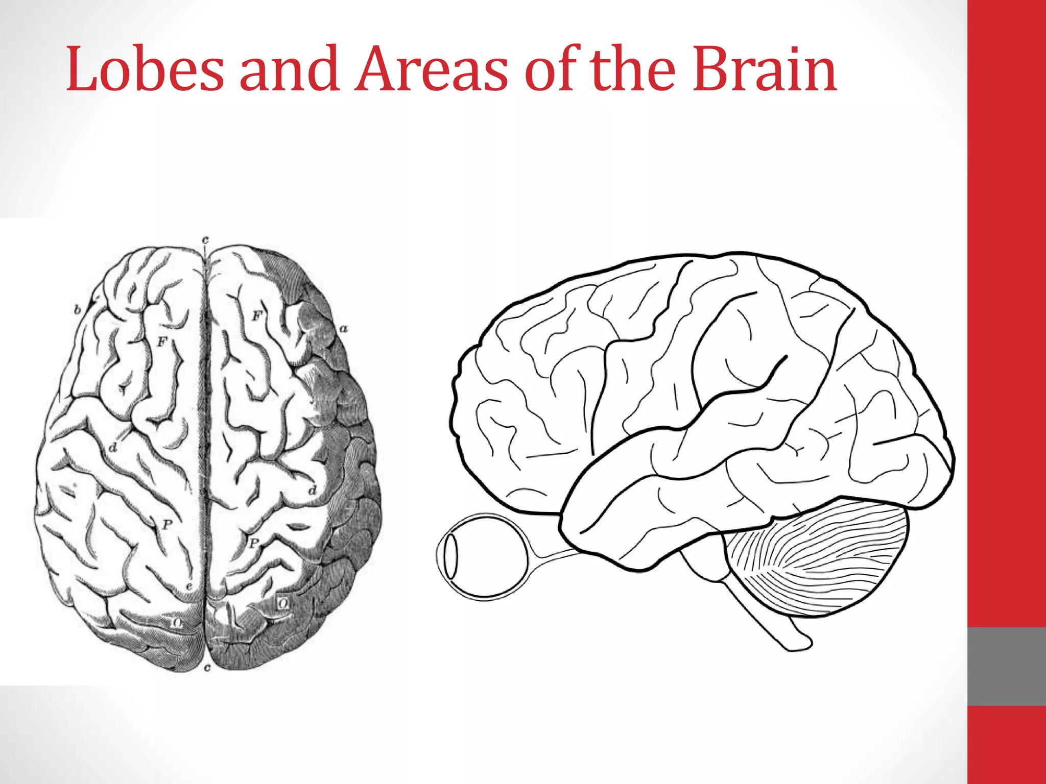 Lobes and Areas of the Brain
 