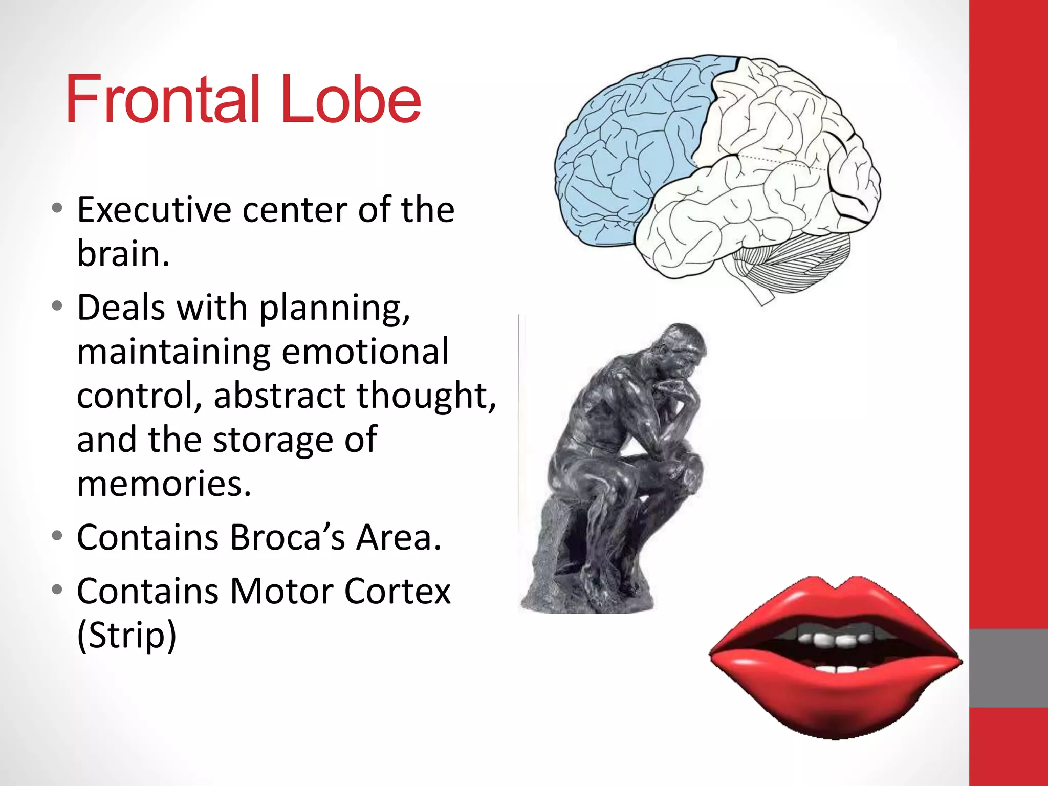 Frontal Lobe
• Executive center of the
brain.
• Deals with planning,
maintaining emotional
control, abstract thought,
and the storage of
memories.
• Contains Broca’s Area.
• Contains Motor Cortex
(Strip)
 
