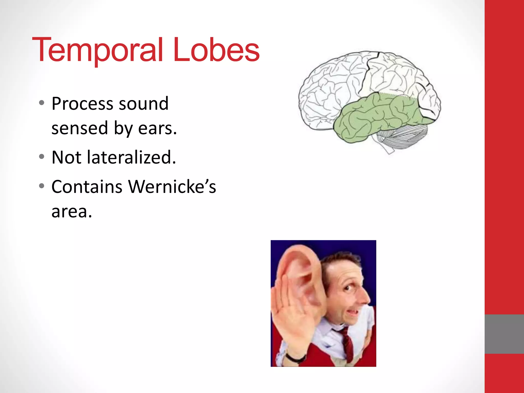 Temporal Lobes
• Process sound
sensed by ears.
• Not lateralized.
• Contains Wernicke’s
area.
 