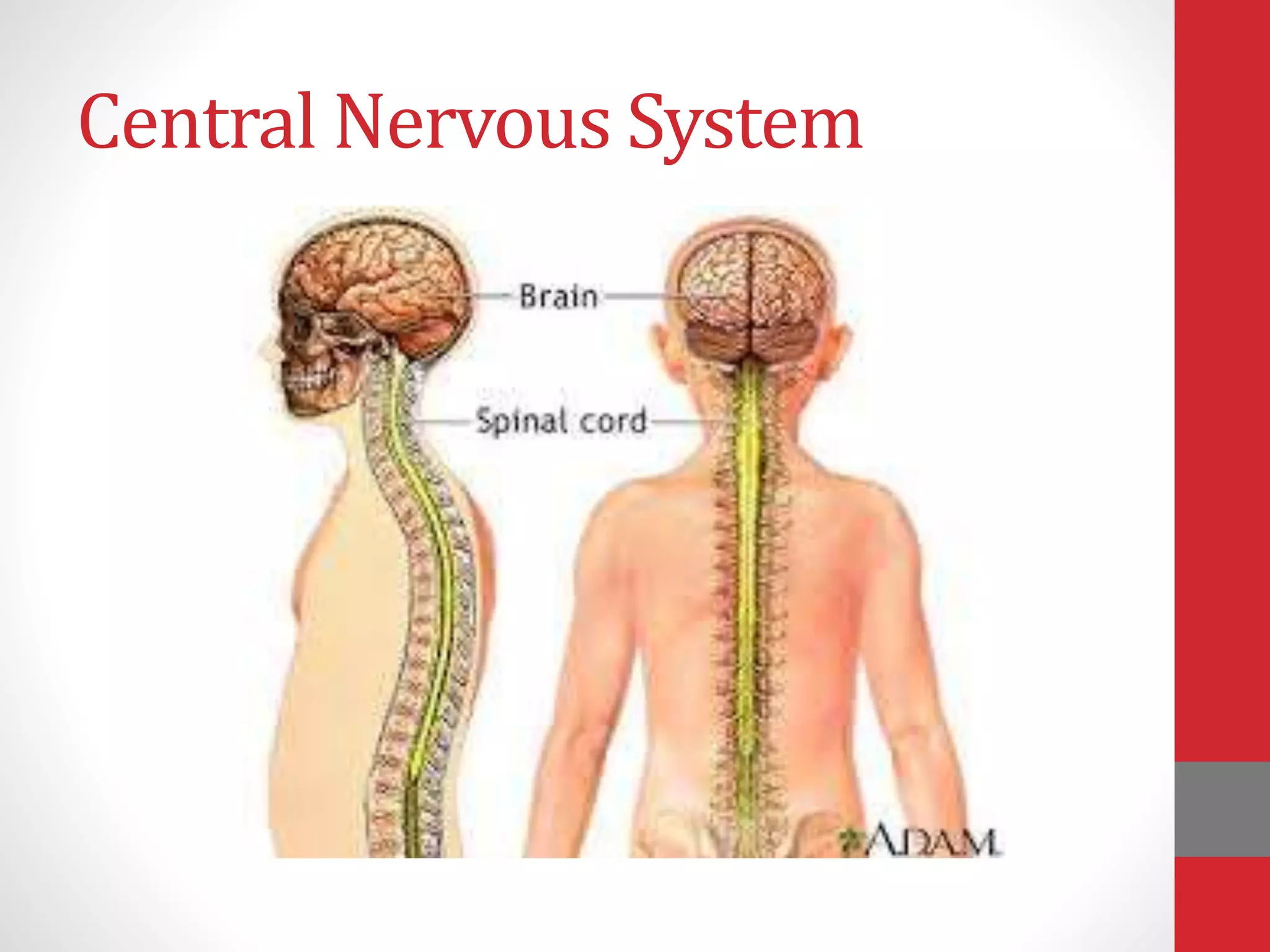 Central Nervous System
 