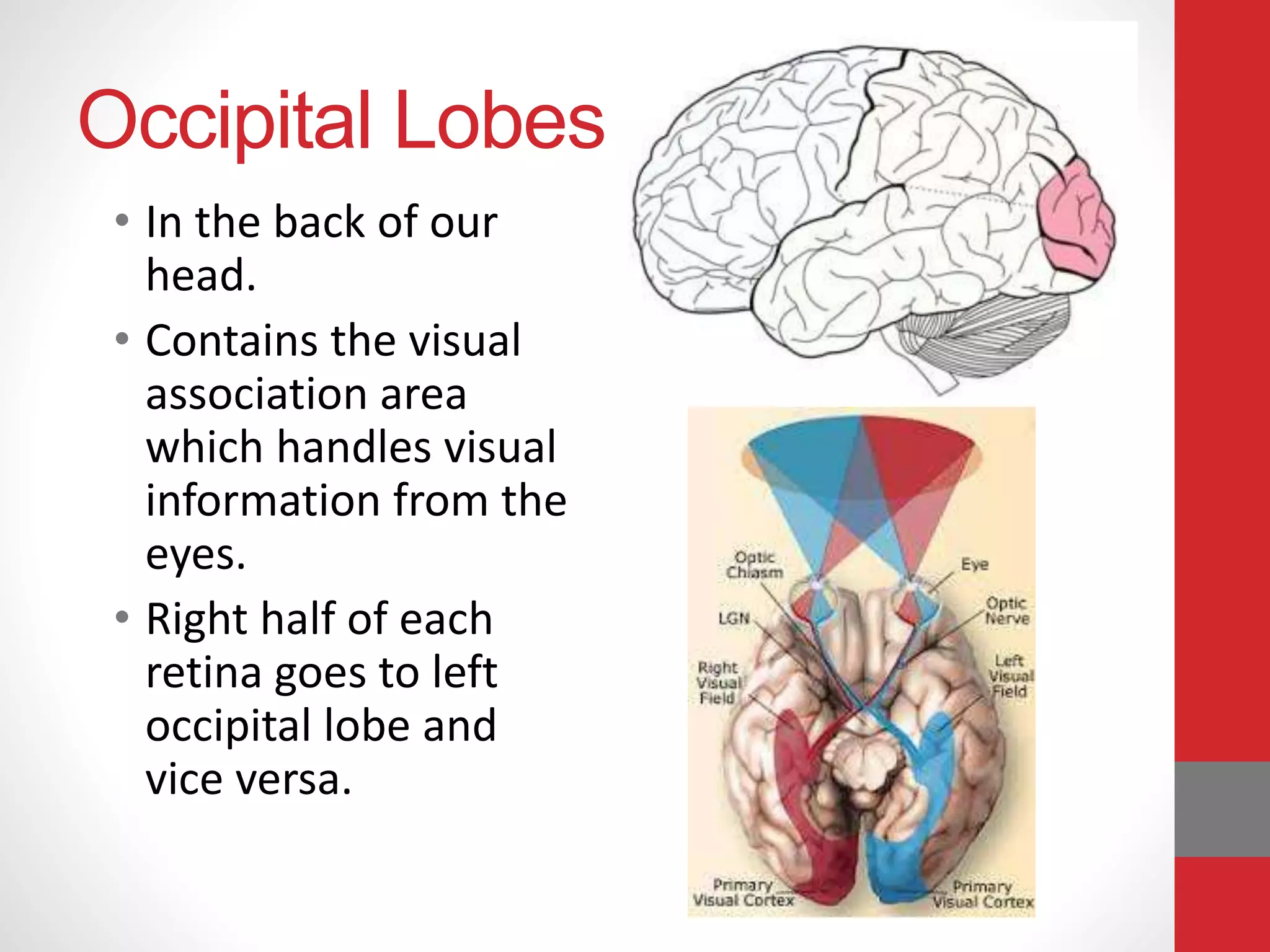 Occipital Lobes
• In the back of our
head.
• Contains the visual
association area
which handles visual
information from the
eyes.
• Right half of each
retina goes to left
occipital lobe and
vice versa.
 