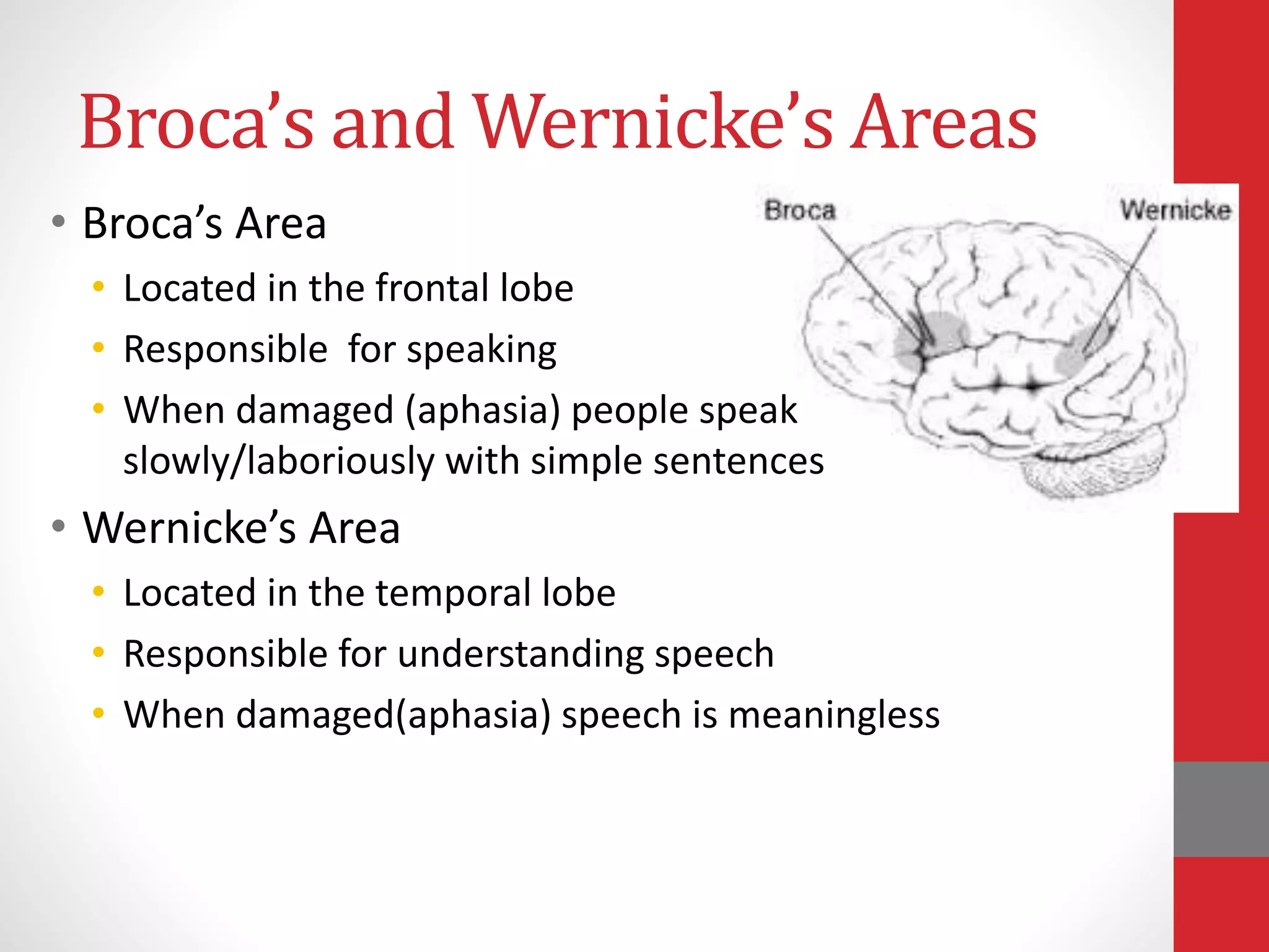 Broca’s and Wernicke’s Areas
• Broca’s Area
• Located in the frontal lobe
• Responsible for speaking
• When damaged (aphasia) people speak
slowly/laboriously with simple sentences
• Wernicke’s Area
• Located in the temporal lobe
• Responsible for understanding speech
• When damaged(aphasia) speech is meaningless
 