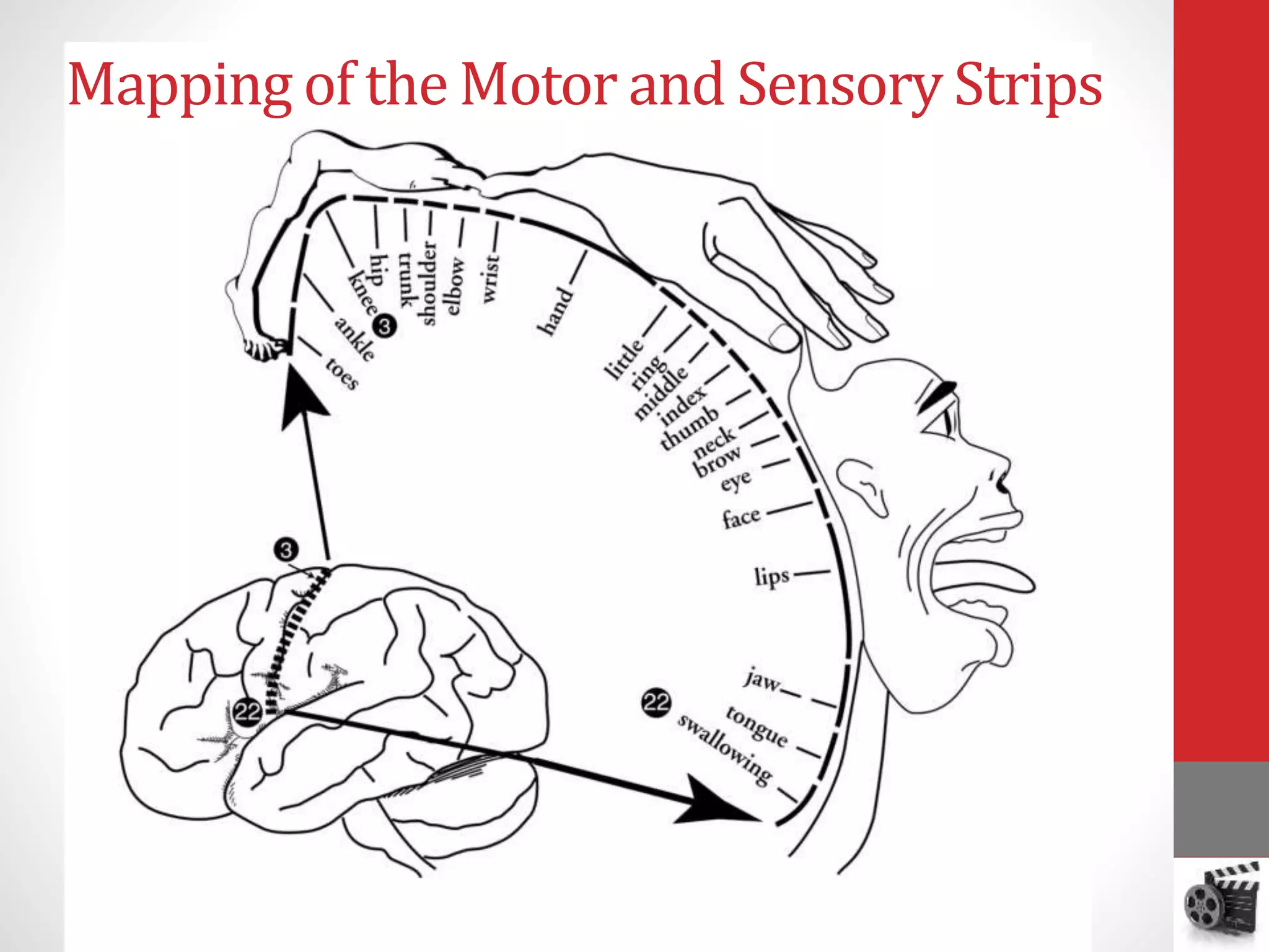 Mapping of the Motor and Sensory Strips
 