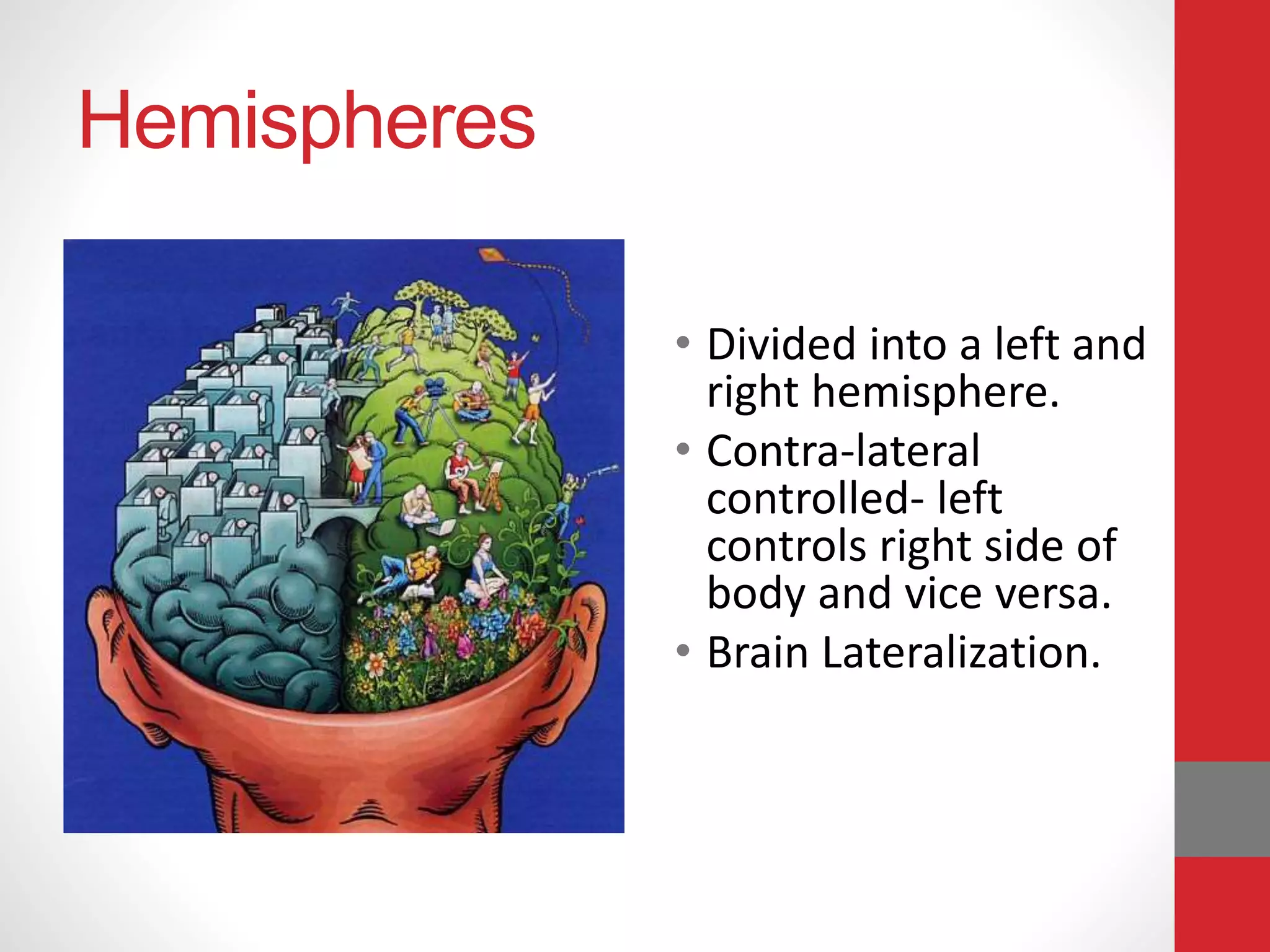 Hemispheres
• Divided into a left and
right hemisphere.
• Contra-lateral
controlled- left
controls right side of
body and vice versa.
• Brain Lateralization.
 