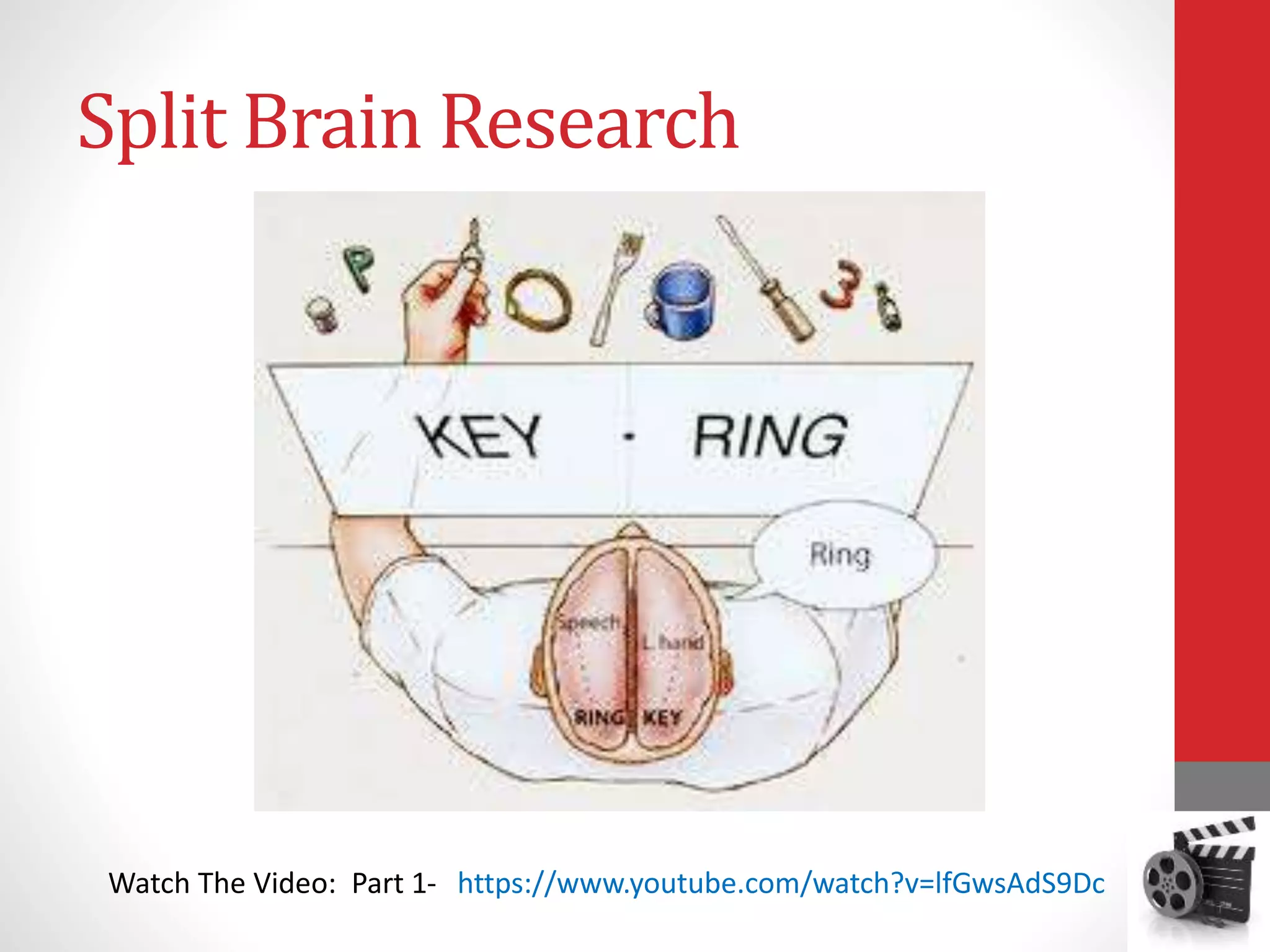 Split Brain Research
Watch The Video: Part 1- https://www.youtube.com/watch?v=lfGwsAdS9Dc
 
