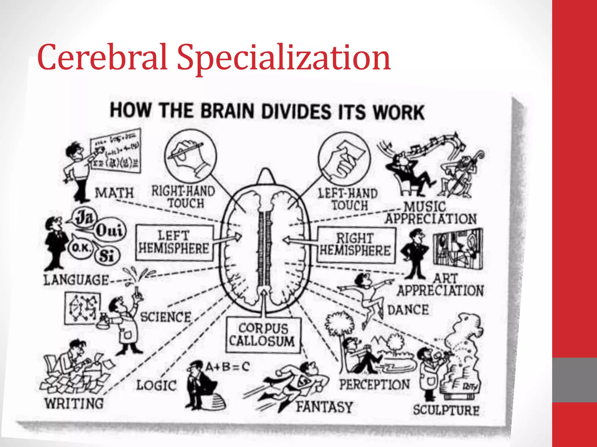 Cerebral Specialization
 