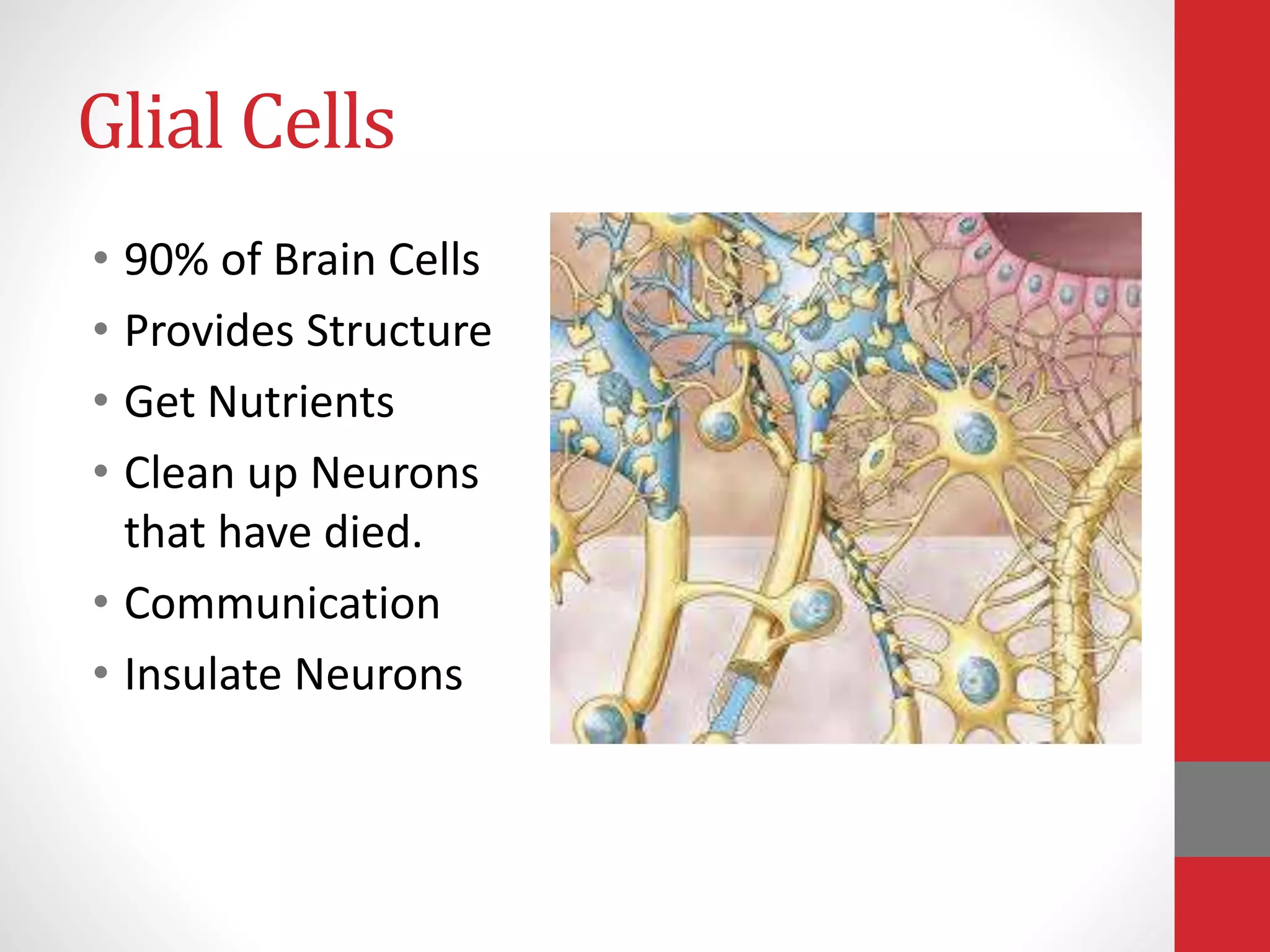 Glial Cells
• 90% of Brain Cells
• Provides Structure
• Get Nutrients
• Clean up Neurons
that have died.
• Communication
• Insulate Neurons
 