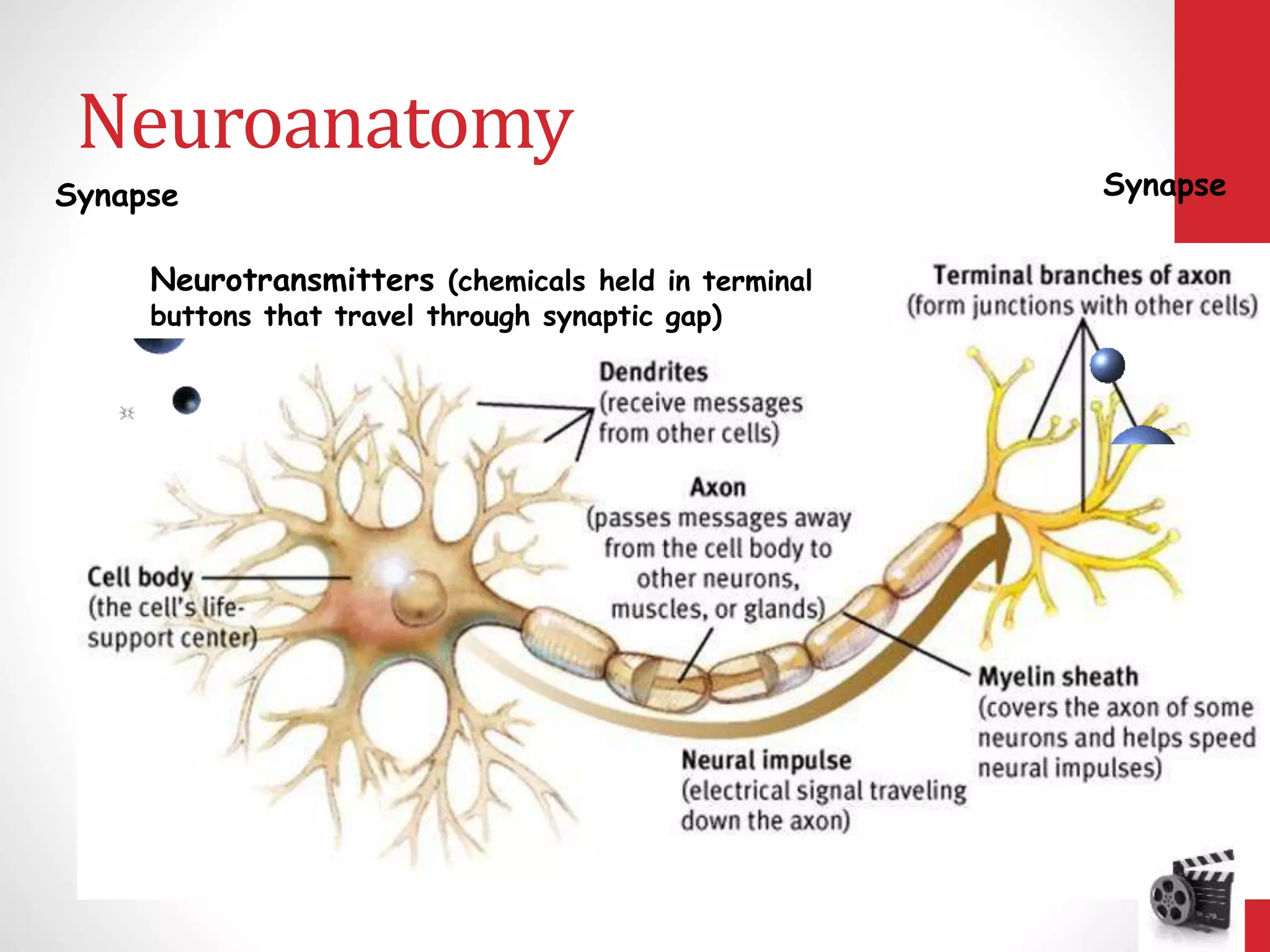 Neuroanatomy
SynapseSynapse
Neurotransmitters (chemicals held in terminal
buttons that travel through synaptic gap)
 