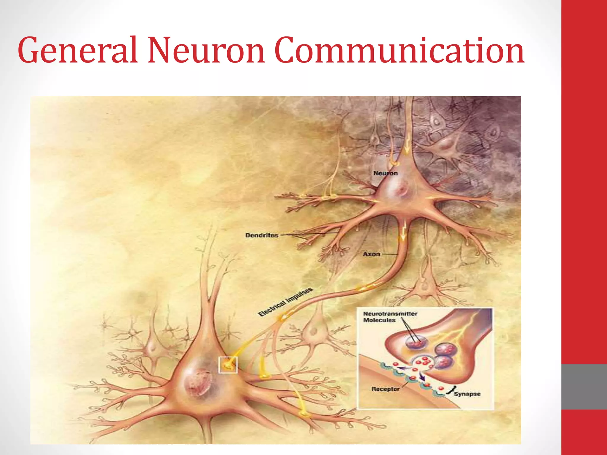 General Neuron Communication
 