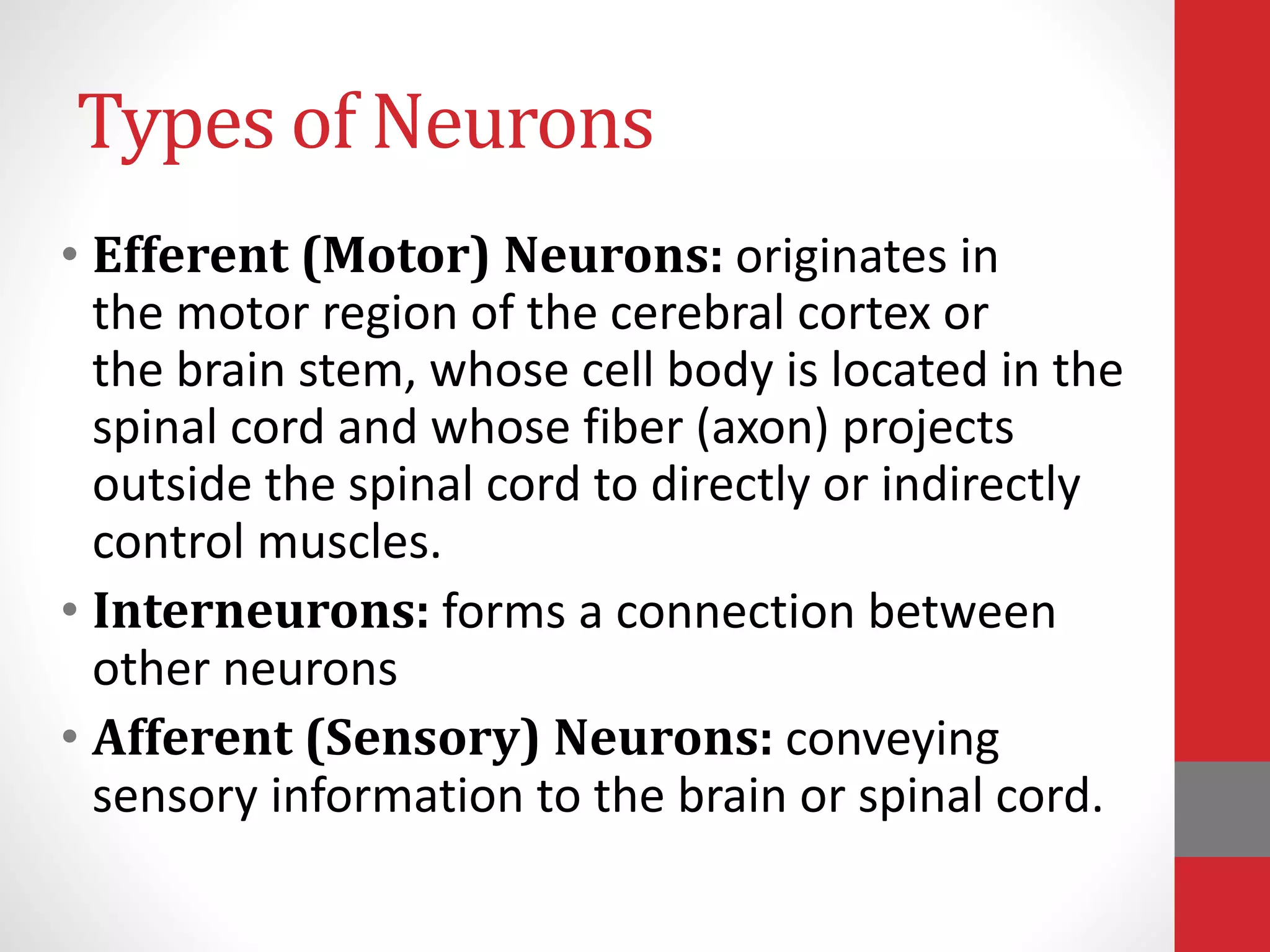Types of Neurons
• Efferent (Motor) Neurons: originates in
the motor region of the cerebral cortex or
the brain stem, whose cell body is located in the
spinal cord and whose fiber (axon) projects
outside the spinal cord to directly or indirectly
control muscles.
• Interneurons: forms a connection between
other neurons
• Afferent (Sensory) Neurons: conveying
sensory information to the brain or spinal cord.
 