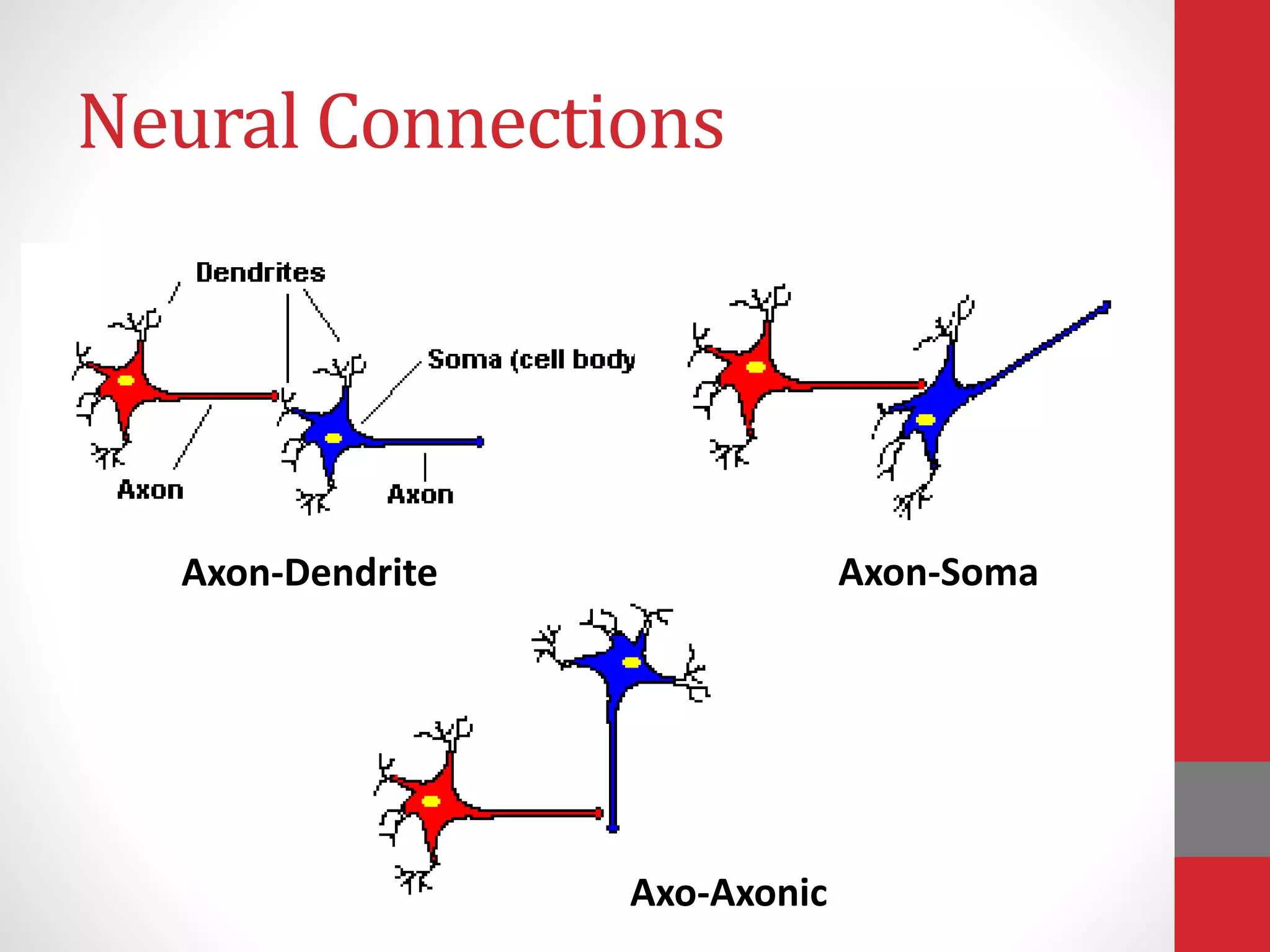 Neural Connections
Axon-Dendrite Axon-Soma
Axo-Axonic
 