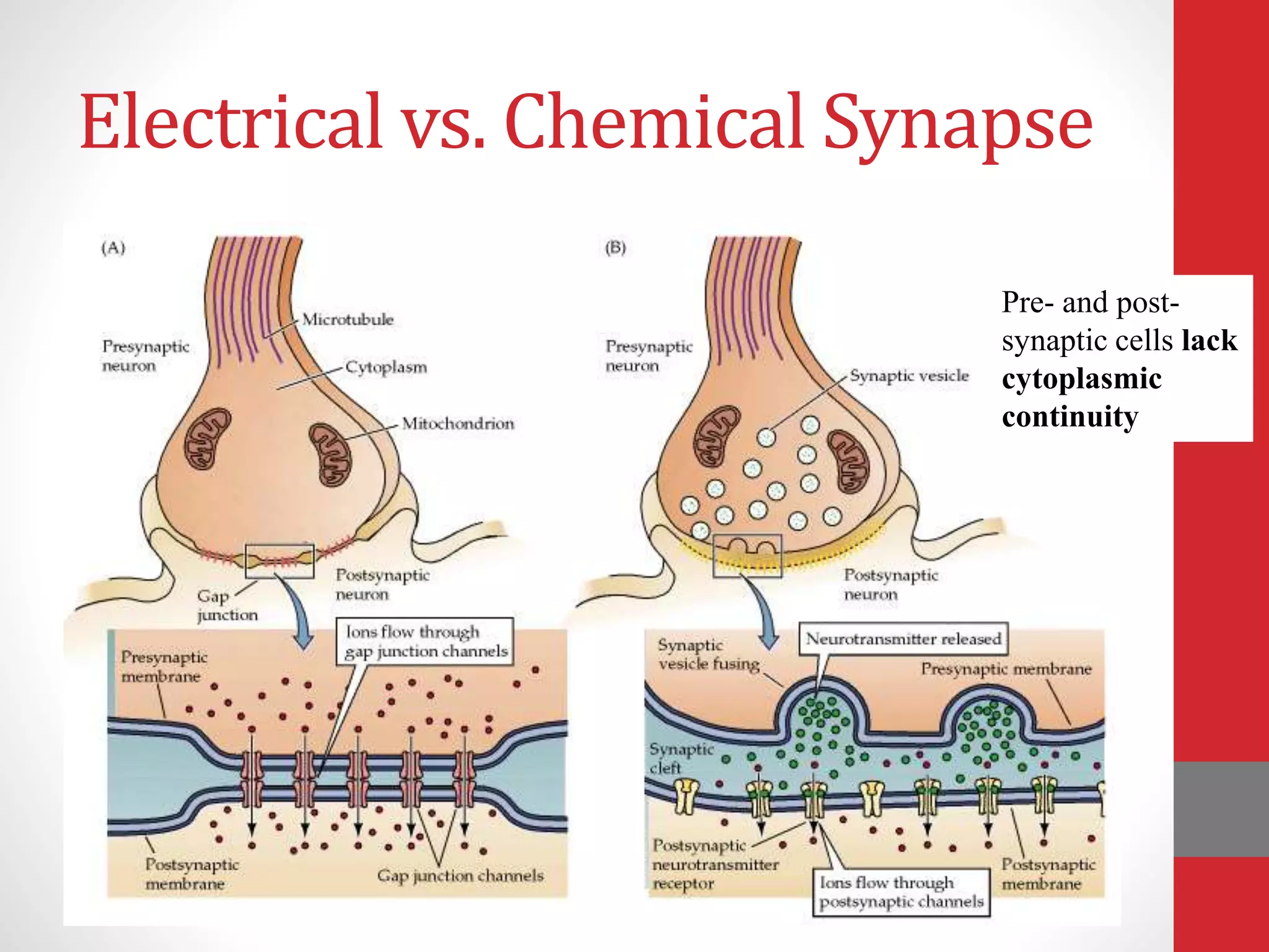 Electrical vs. Chemical Synapse
Pre- and post-
synaptic cells lack
cytoplasmic
continuity
 