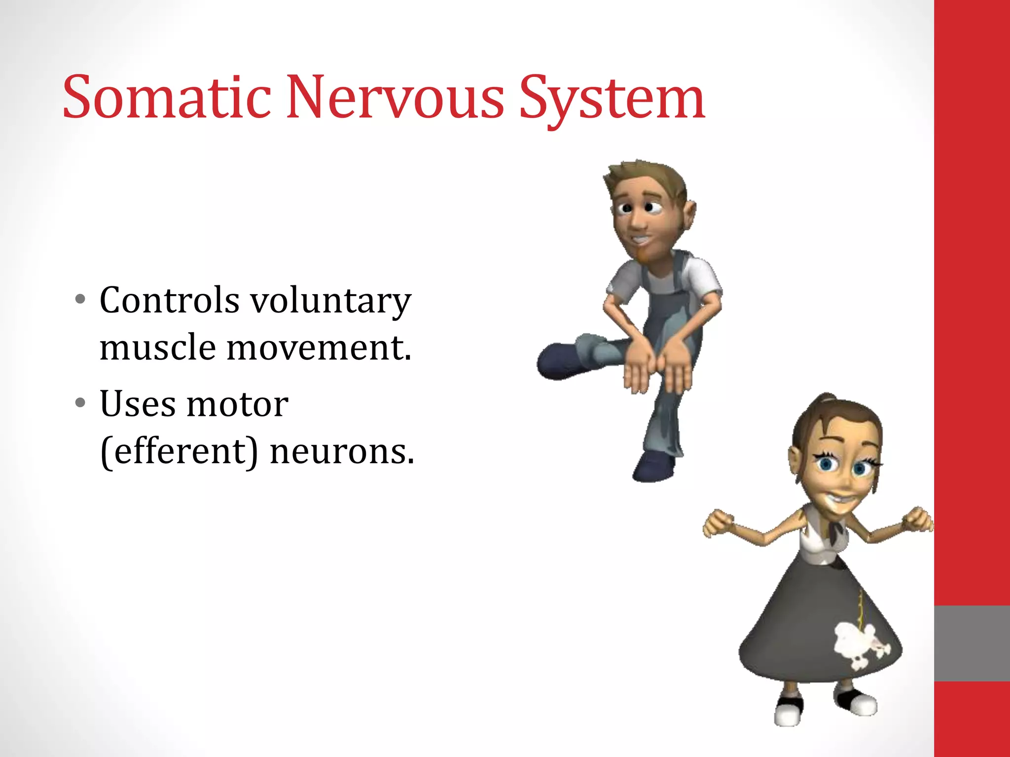 Somatic Nervous System
• Controls voluntary
muscle movement.
• Uses motor
(efferent) neurons.
 