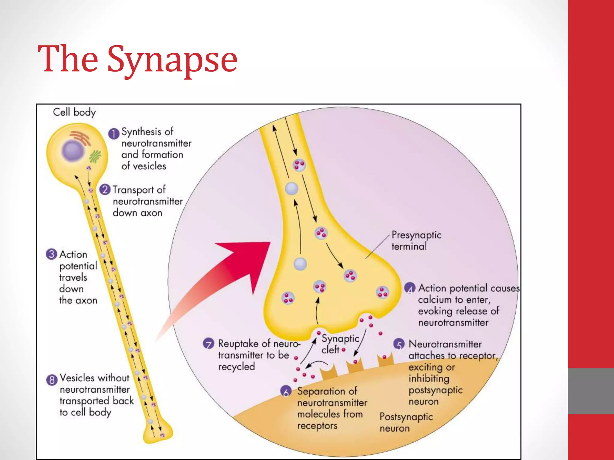 The Synapse
 