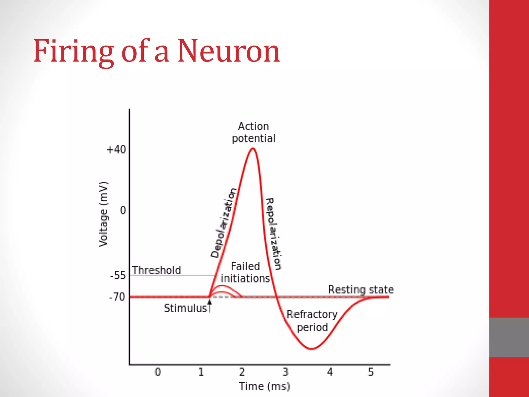 Firing of a Neuron
 