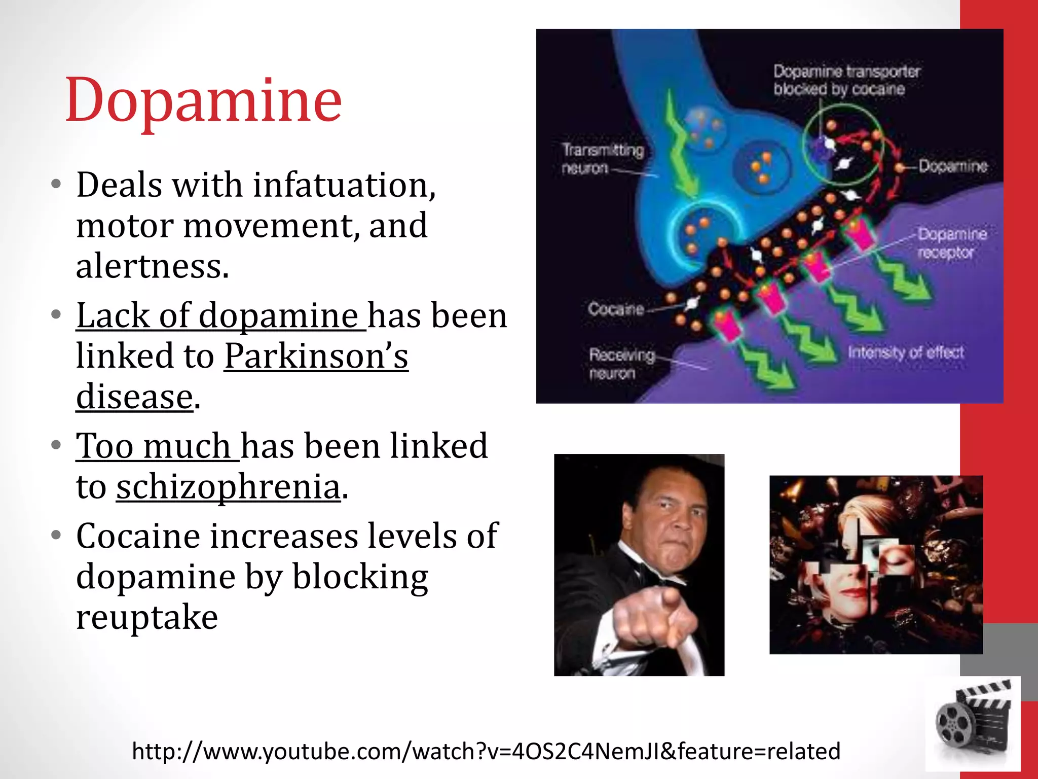 Dopamine
• Deals with infatuation,
motor movement, and
alertness.
• Lack of dopamine has been
linked to Parkinson’s
disease.
• Too much has been linked
to schizophrenia.
• Cocaine increases levels of
dopamine by blocking
reuptake
http://www.youtube.com/watch?v=4OS2C4NemJI&feature=related
 