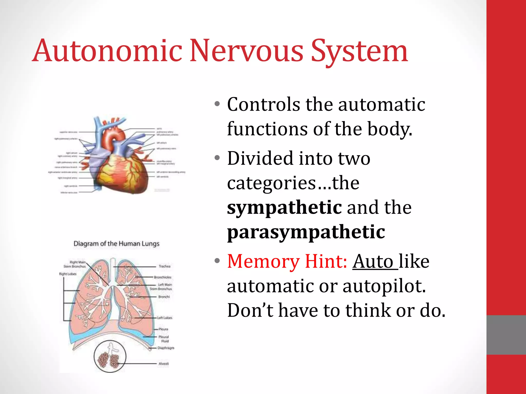 Autonomic Nervous System
• Controls the automatic
functions of the body.
• Divided into two
categories…the
sympathetic and the
parasympathetic
• Memory Hint: Auto like
automatic or autopilot.
Don’t have to think or do.
 
