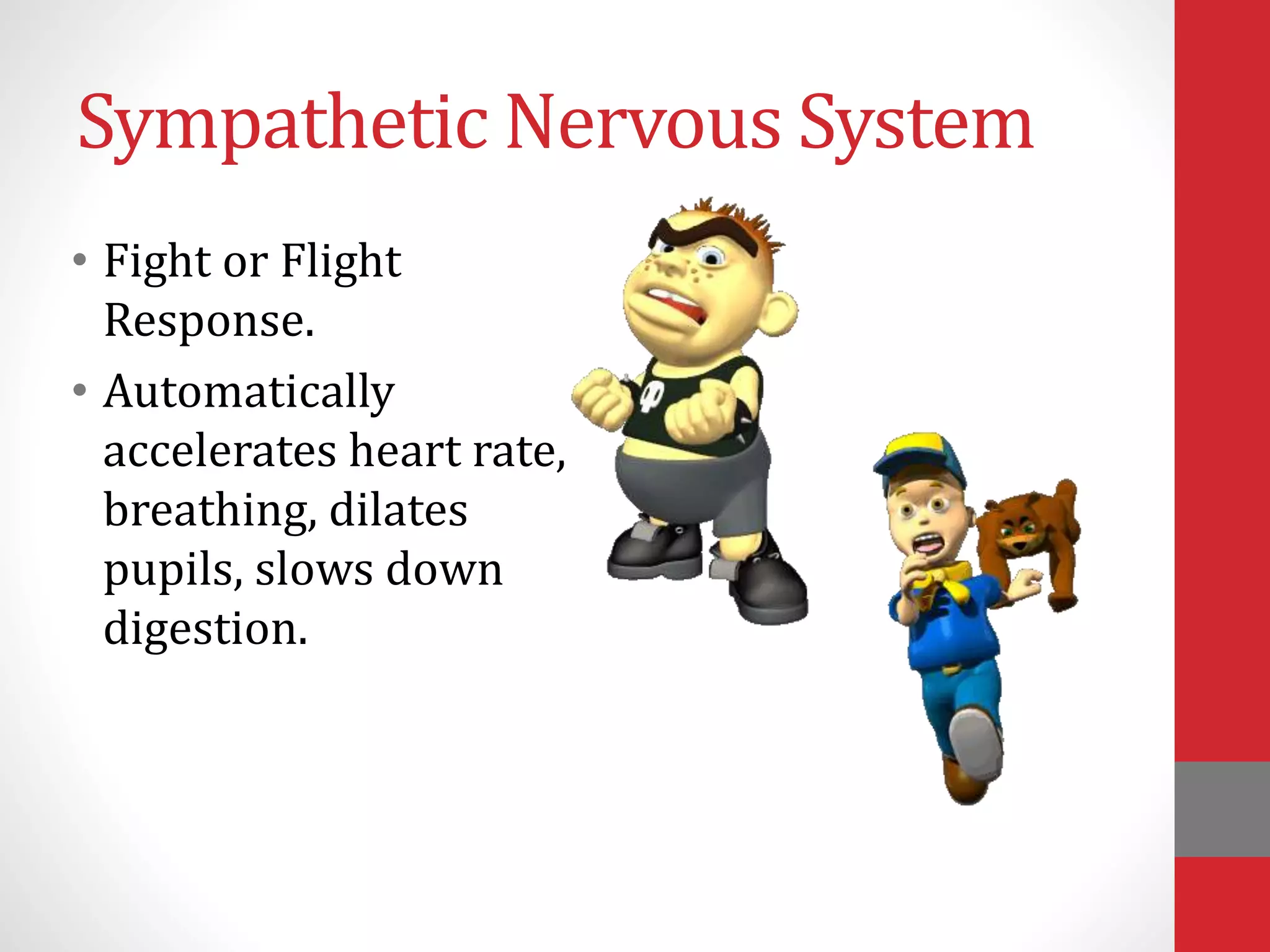 Sympathetic Nervous System
• Fight or Flight
Response.
• Automatically
accelerates heart rate,
breathing, dilates
pupils, slows down
digestion.
 