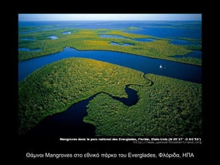 Θάμνοι  Mangroves  στο εθνικό πάρκο του  Everglades,  Φλόριδα, ΗΠΑ 