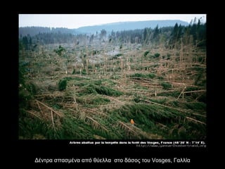 Δέντρα σπασμένα από θύελλα  στο δάσος του  Vosges,  Γαλλία 