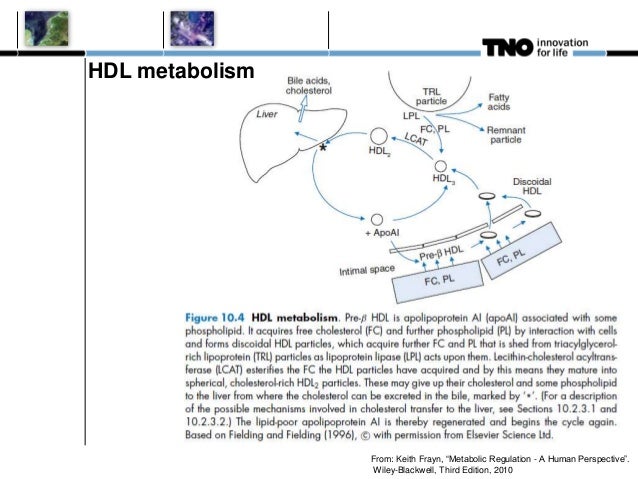 Apo Blipoprotein Profile Modelling To Derive Cardiovascular - 