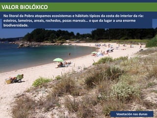 VALOR BIOLÓXICO
No litoral da Pobra atopamos ecosistemas e hábitats típicos da costa do interior da ría:
esteiros, lameiros, areais, rochedos, pozas mareais… o que da lugar a una enorme
biodiversidade.
Vexetación nas dunas
 