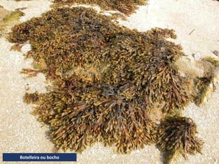 Botelleira ou bocho
 