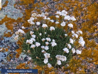 Herba namoradeira e liques
 