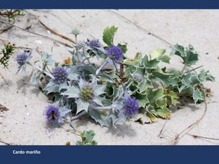 Cardo mariño
 