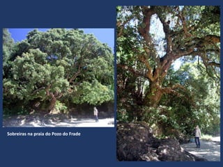 Sobreiras na praia do Pozo do Frade
 