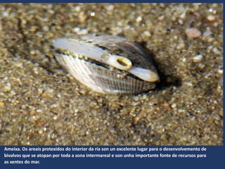 Ameixa. Os areais protexidos do interior da ría son un excelente lugar para o desenvolvemento de
bivalvos que se atopan por toda a zona intermareal e son unha importante fonte de recursos para
as xentes do mar.
 