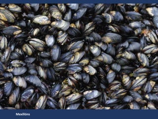 Mexillóns
 