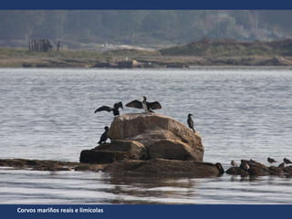 Corvos mariños reais e limícolas
 
