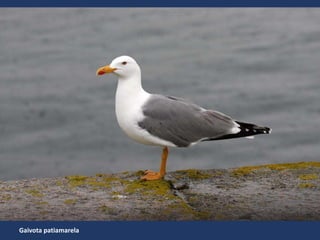 Gaivota patiamarela
 