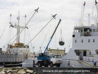 Descarga de atún para a conserva no porto da Pobra
 