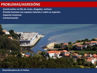 PROBLEMAS/AGRESIÓNS
-Construcións na liña de costa, dragados, recheos
-Presión humana nos espazos naturais e sobre as especies
-Especies invasoras
-Contaminación
Desembocadura do río Pedras
 