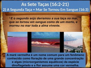 3
E o segundo anjo derramou a sua taça no mar,
que se tornou em sangue como de um morto, e
morreu no mar toda a alma vivente.
As Sete Taças (16:2-21)
2) A Segunda Taça = Mar Se Tornou Em Sangue (16:3)
A maré vermelha é um nome comum para um fenômeno
conhecido como floração de uma grande concentração
e algas (microorganismos aquáticos) da espécie
dinoflagelado e a flor assume uma cor vermelha.
 