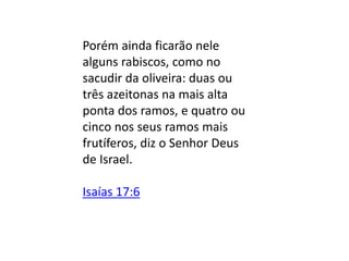 Porém ainda ficarão nele
alguns rabiscos, como no
sacudir da oliveira: duas ou
três azeitonas na mais alta
ponta dos ramos, e quatro ou
cinco nos seus ramos mais
frutíferos, diz o Senhor Deus
de Israel.
Isaías 17:6
 