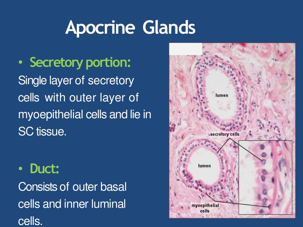 Apocrine and eccrine glands