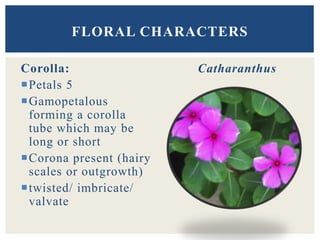 Corolla:
Petals 5
Gamopetalous
forming a corolla
tube which may be
long or short
Corona present (hairy
scales or outgrowth)
twisted/ imbricate/
valvate
Catharanthus
FLORAL CHARACTERS
 