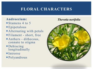 Androecium:
Stamens 4 to 5
Epipetalous
Alternating with petals
Filament - short, free
Anthers - dithecous,
connate to stigma
Dehiscing
longitudinally
Introrse
Polyandrous
FLORAL CHARACTERS
Thevetia nerifolia
 