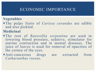 Vegetables
The pulpy fruits of Carissa carandus are edible
and also pickled.
Medicinal
The root of Rauwolfia serpentina are used in
lowering blood pressure, sedative, stimulator for
uterine contraction and in mental diseases. The
juice of leaves is used for removal of opacities of
the cornea of the eyes.
Anti-cancerous drugs are extracted from
Catharanthus roseus.
ECONOMIC IMPORTANCE
 