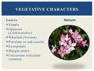 Leaves
Simple
Opposite
(Catharanthus)
Whorled (Nerium)
Petiolate or sub-sessile
Exstipulate
Margin entire
Unicostate reticulate
venation
Neirum
VEGETATIVE CHARACTERS
 