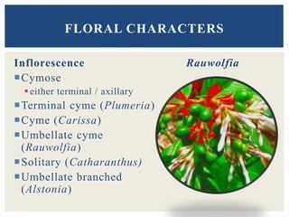 Inflorescence
Cymose
either terminal / axillary
Terminal cyme (Plumeria)
Cyme (Carissa)
Umbellate cyme
(Rauwolfia)
Solitary (Catharanthus)
Umbellate branched
(Alstonia)
Rauwolfia
FLORAL CHARACTERS
 